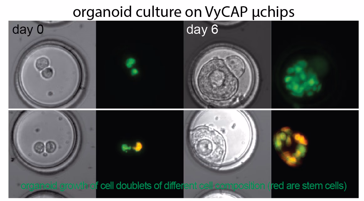 Smart microfluidics to integrate live organoid growth with single cell genetics