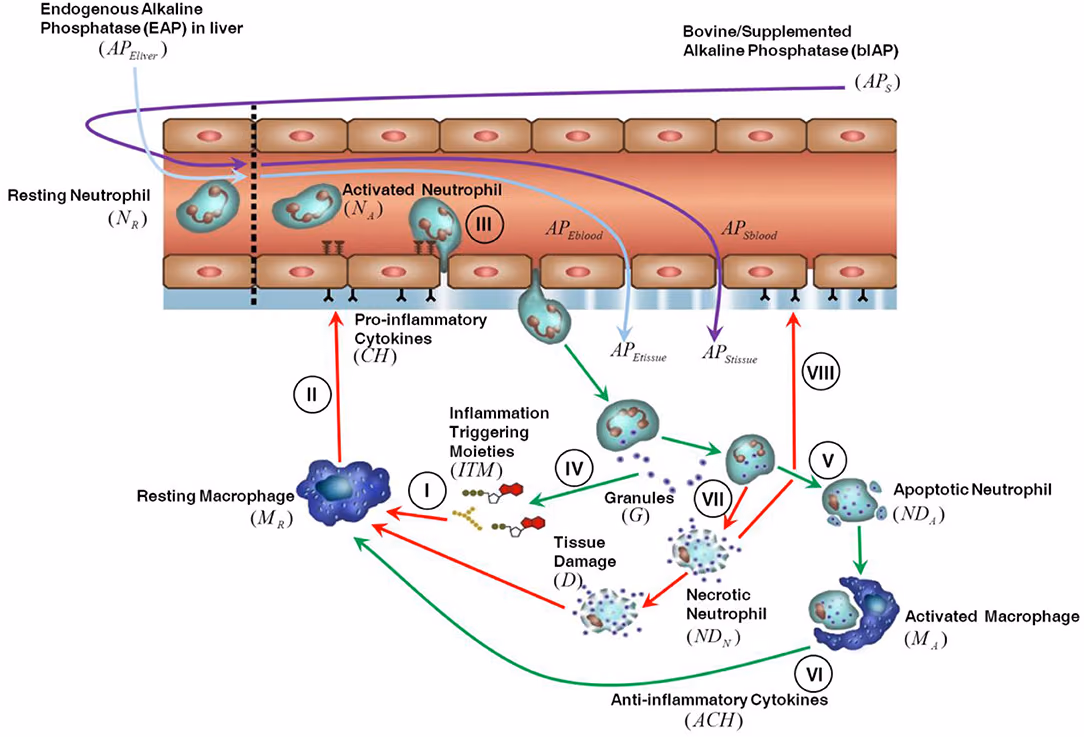 Modelling and modulation of the inflammatory response in severe burns