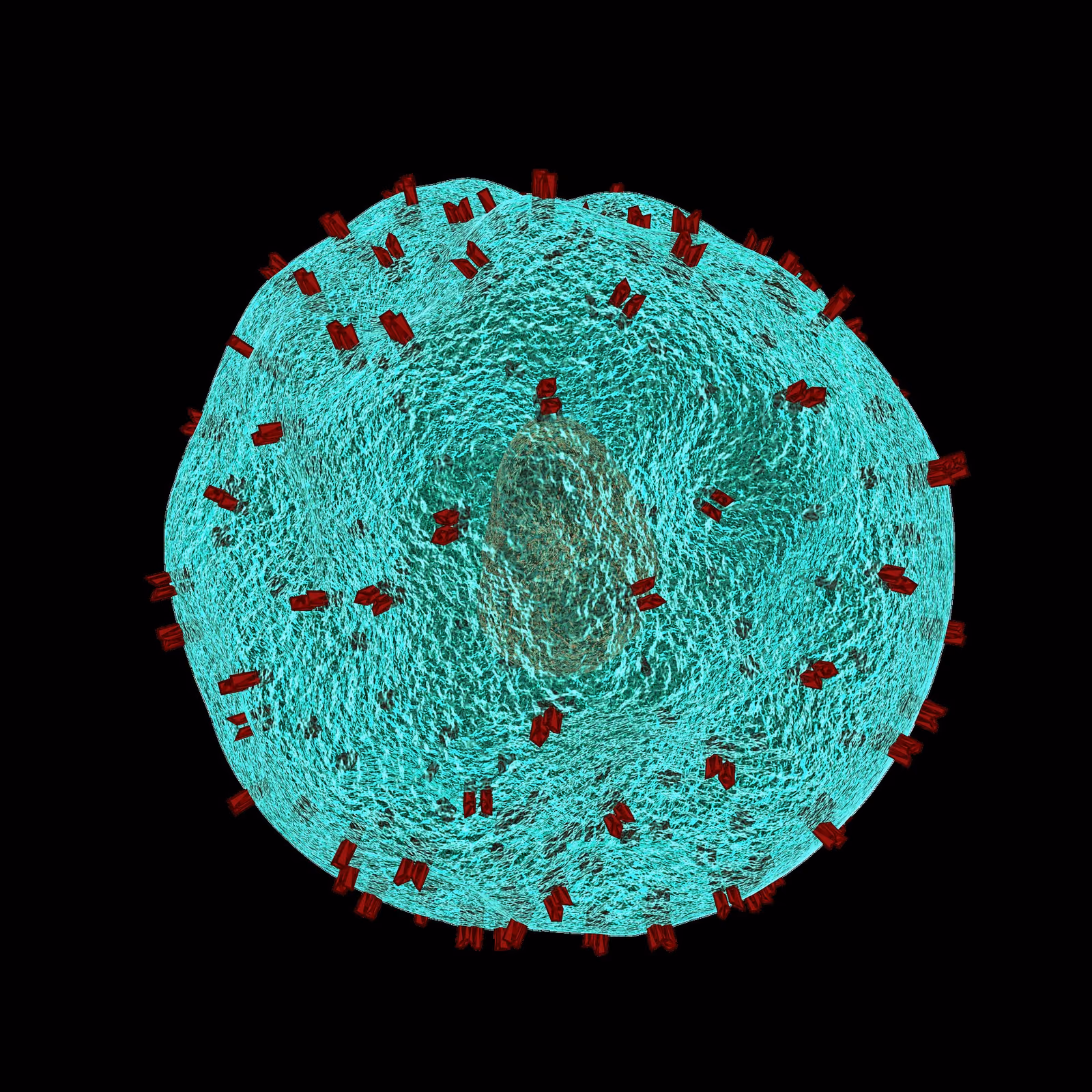 Molecular characterisation of human dendritic cell subset(s) that relay help for the cytotoxic T cell response (DChelp)