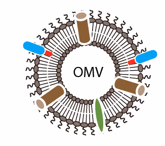 Outer membrane vesicles for vaccine antigen display