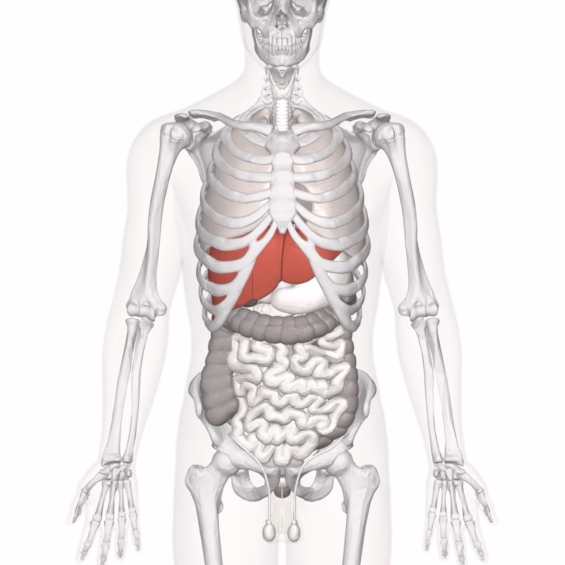 CAR4BAL: Creating an optimal source for human liver cells by overexpressing the constitutive androstane receptor in human liver cell line HepaRG