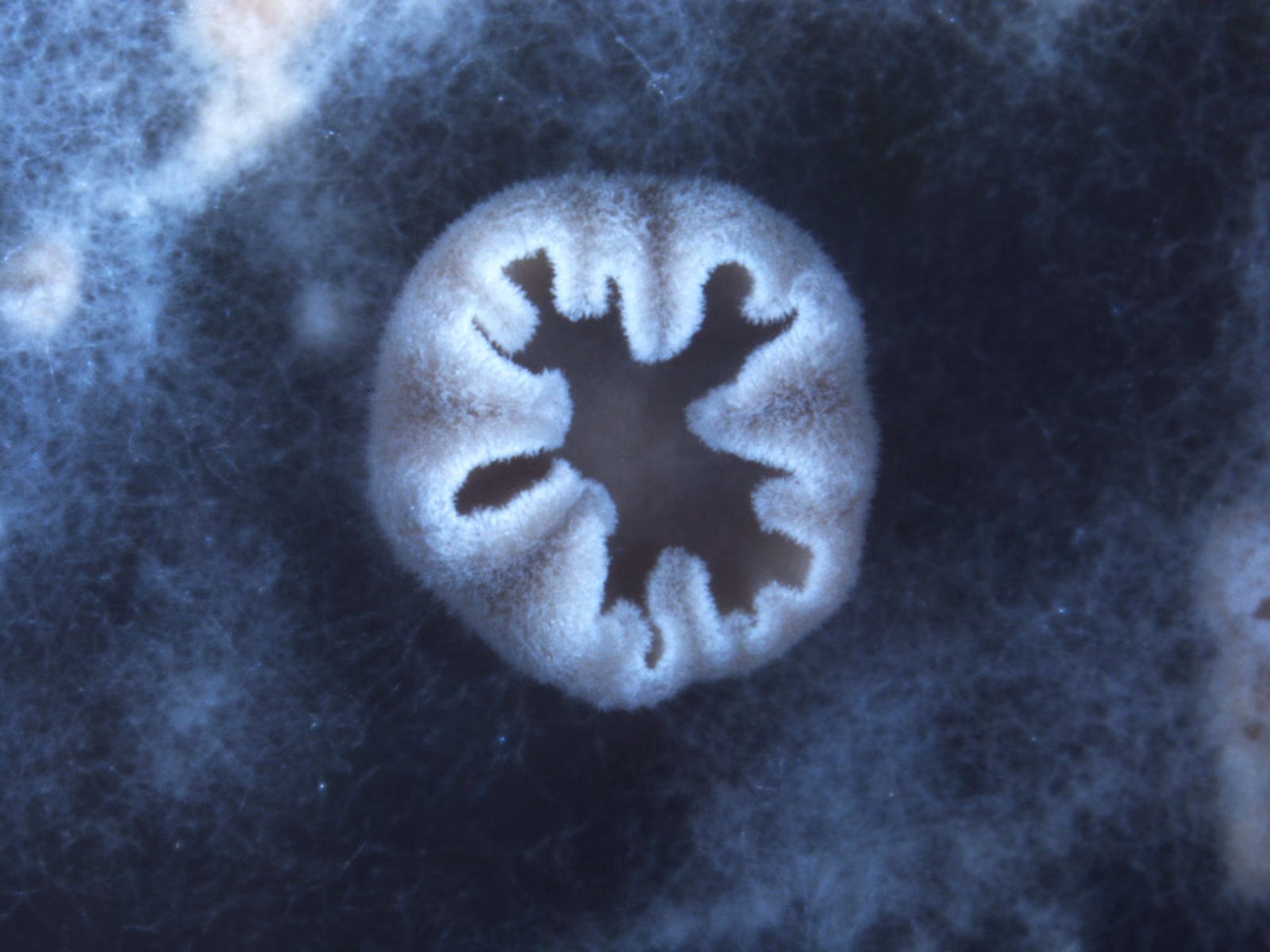 Microbial strain quality for industrial application