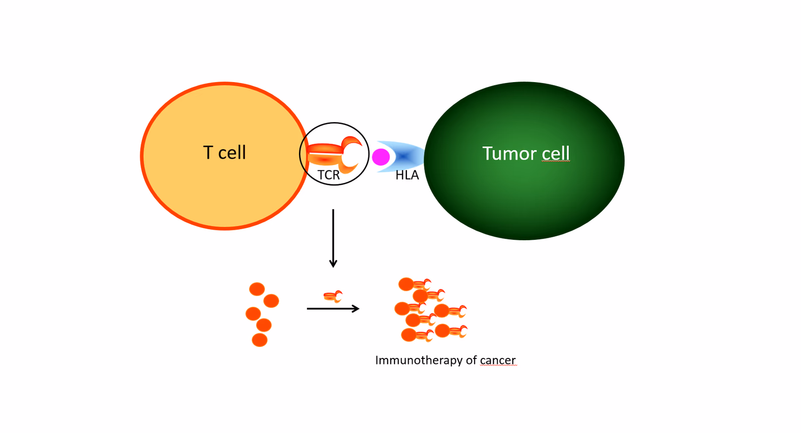 Generation of a high affinity T-cell receptor library for targeting POU2AF1/BOB1 and PRAME.