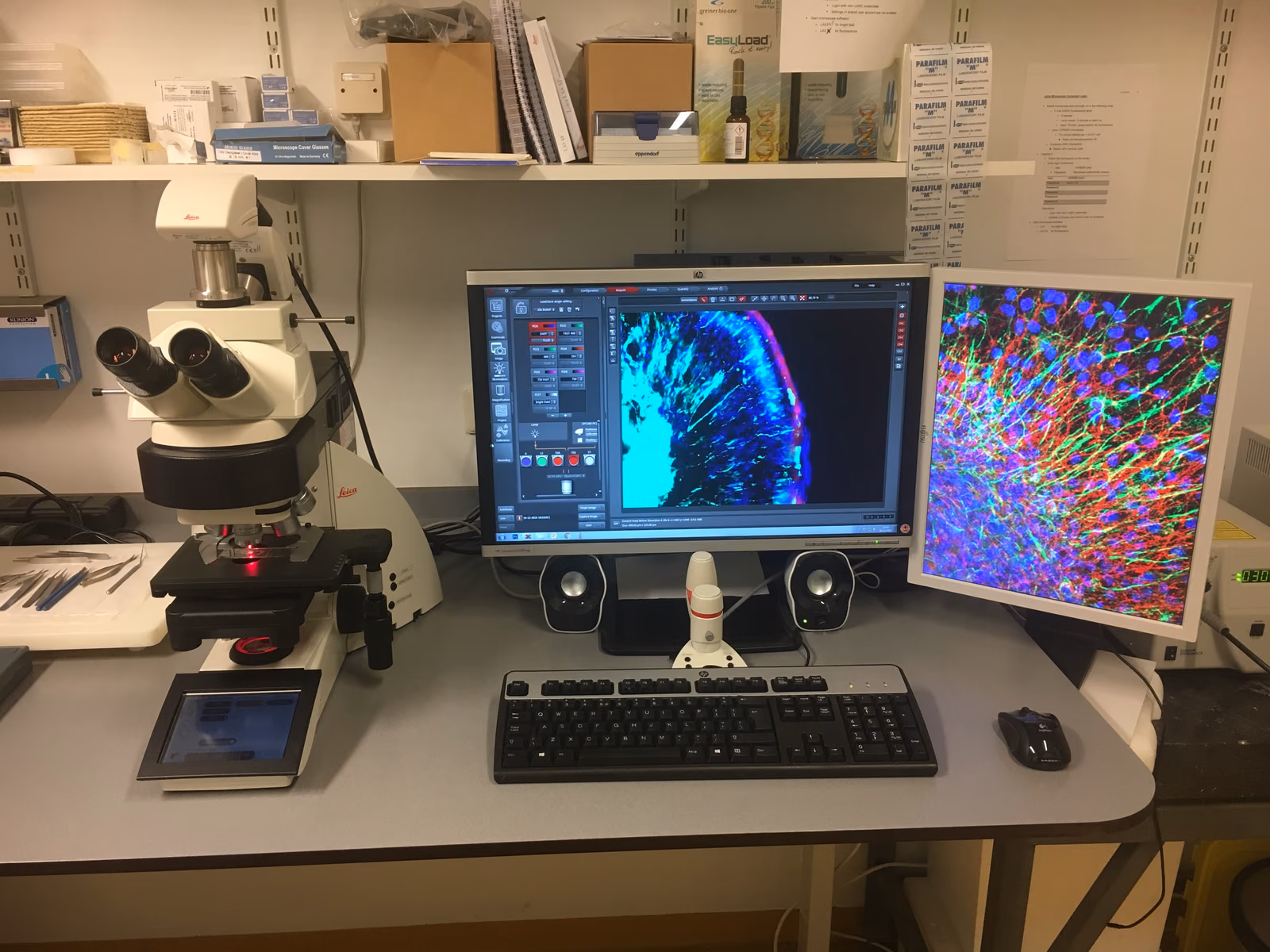 The use of light and magnetism to reveal stem cell-based repair of hearing