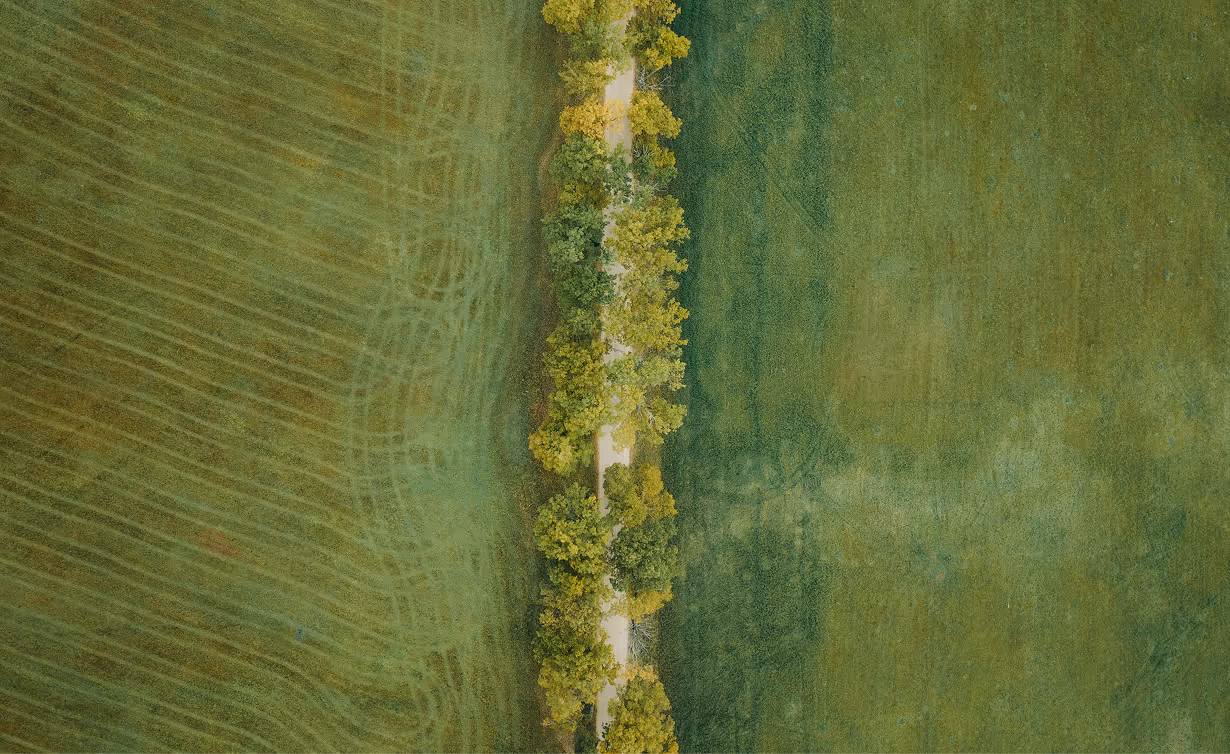 Aerial view of a tree-lined path between agricultural fields