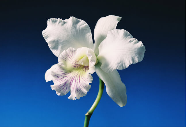 White orchid against a deep blue background