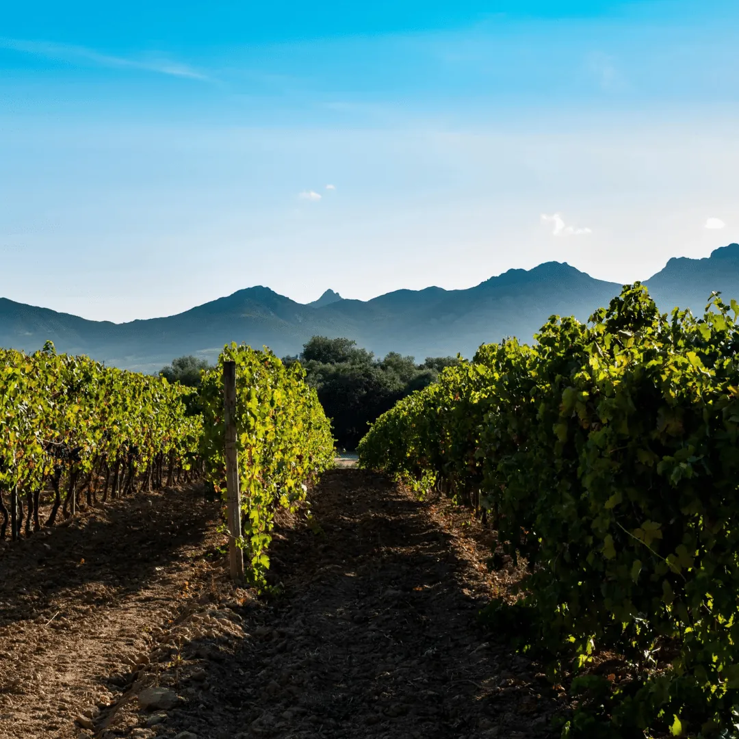Des rangées de vignes verdoyantes dans un vignoble avec un ciel bleu clair et une chaîne de montagnes en arrière-plan.