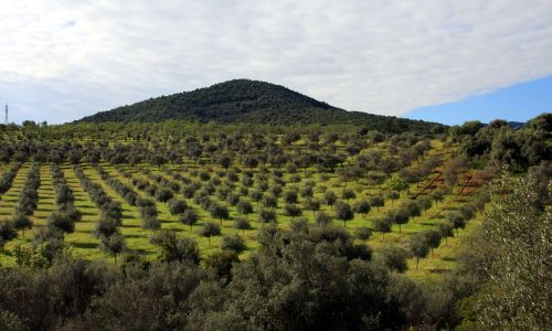 Vue d'un champ d'oliviers plantés en rangées régulières devant une colline verdoyante sous un ciel partiellement nuageux.