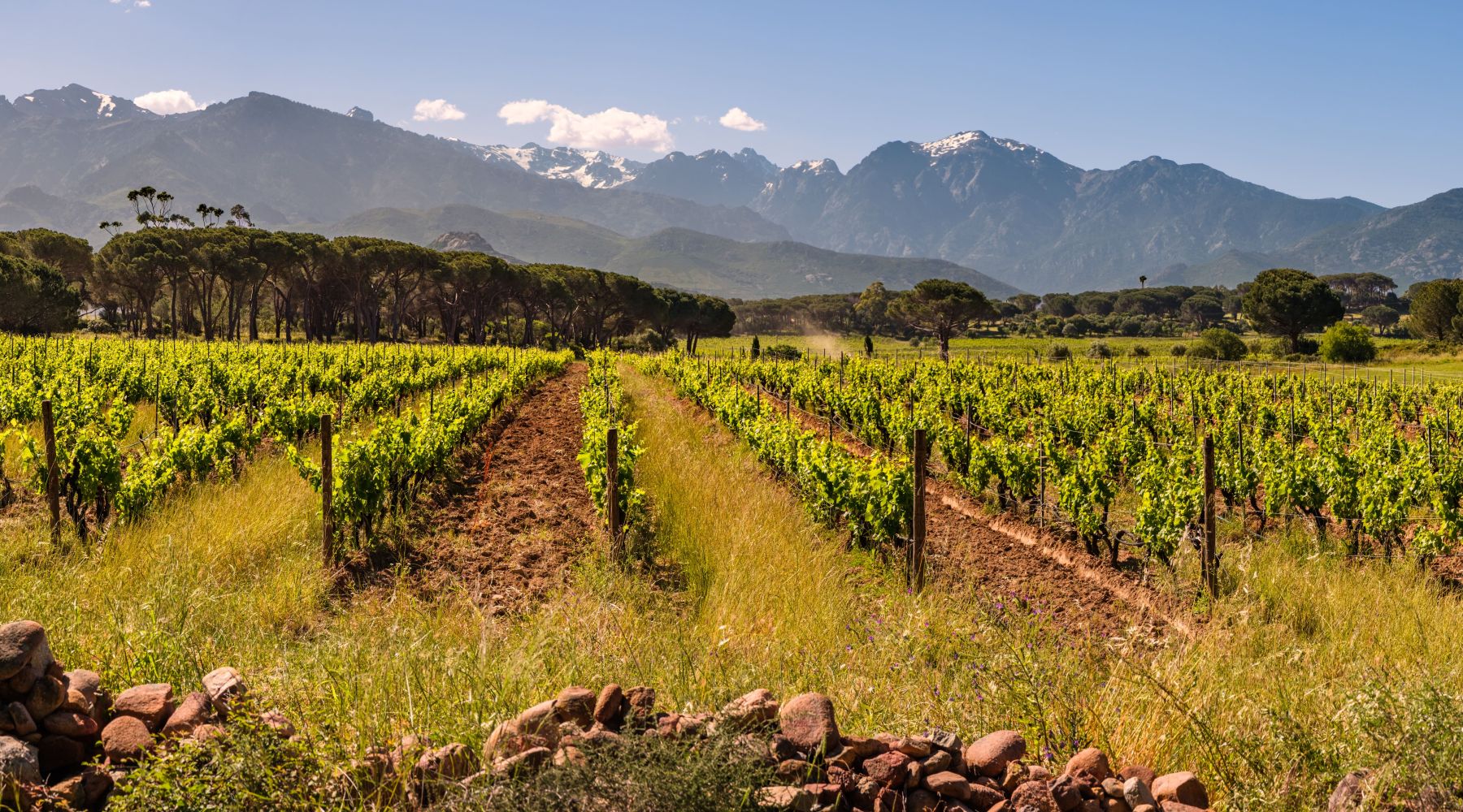 Vignoble sous un ciel bleu avec des rangées de vignes vertes, des arbres en arrière-plan et des montagnes avec des sommets enneigés à l'horizon.