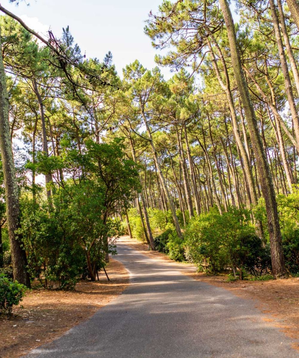 Chemin pavé bordé d'arbres verts et de buissons dans une forêt ensoleillée.