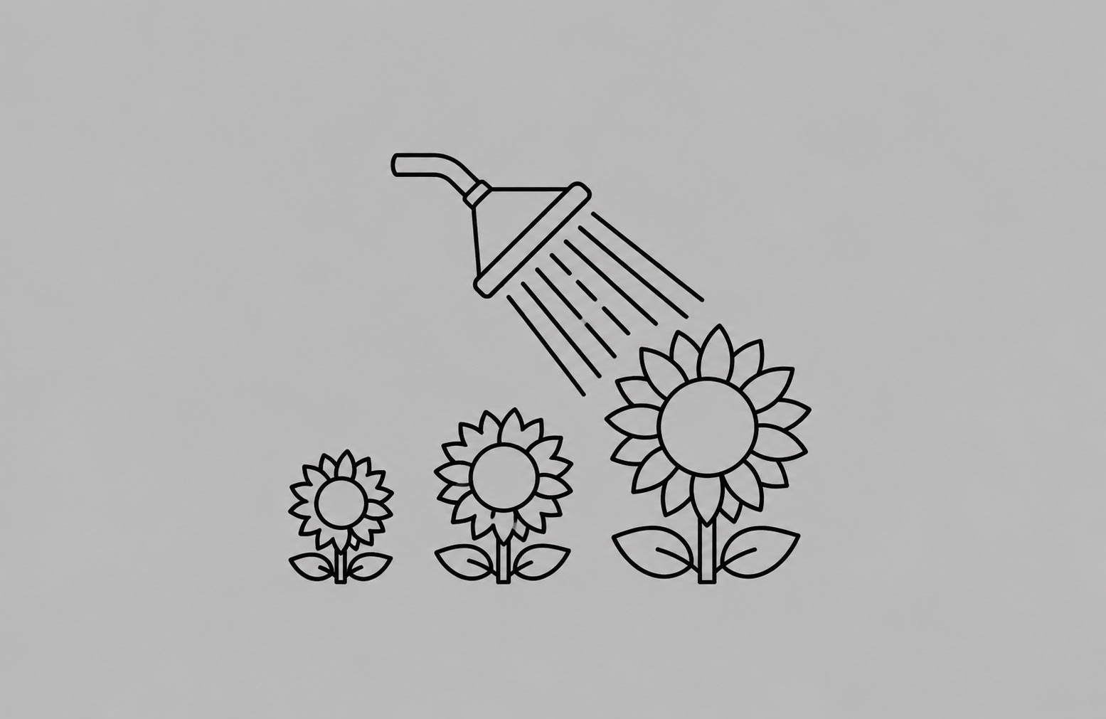 Sunflowers that are watered and grow