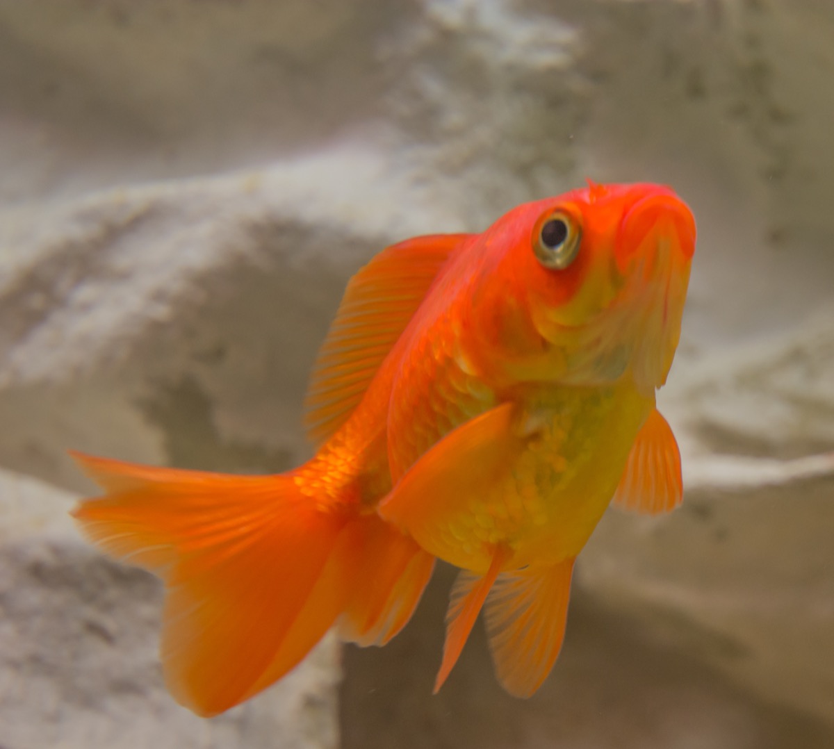 Song Spotlight: Tomo - le poisson steve