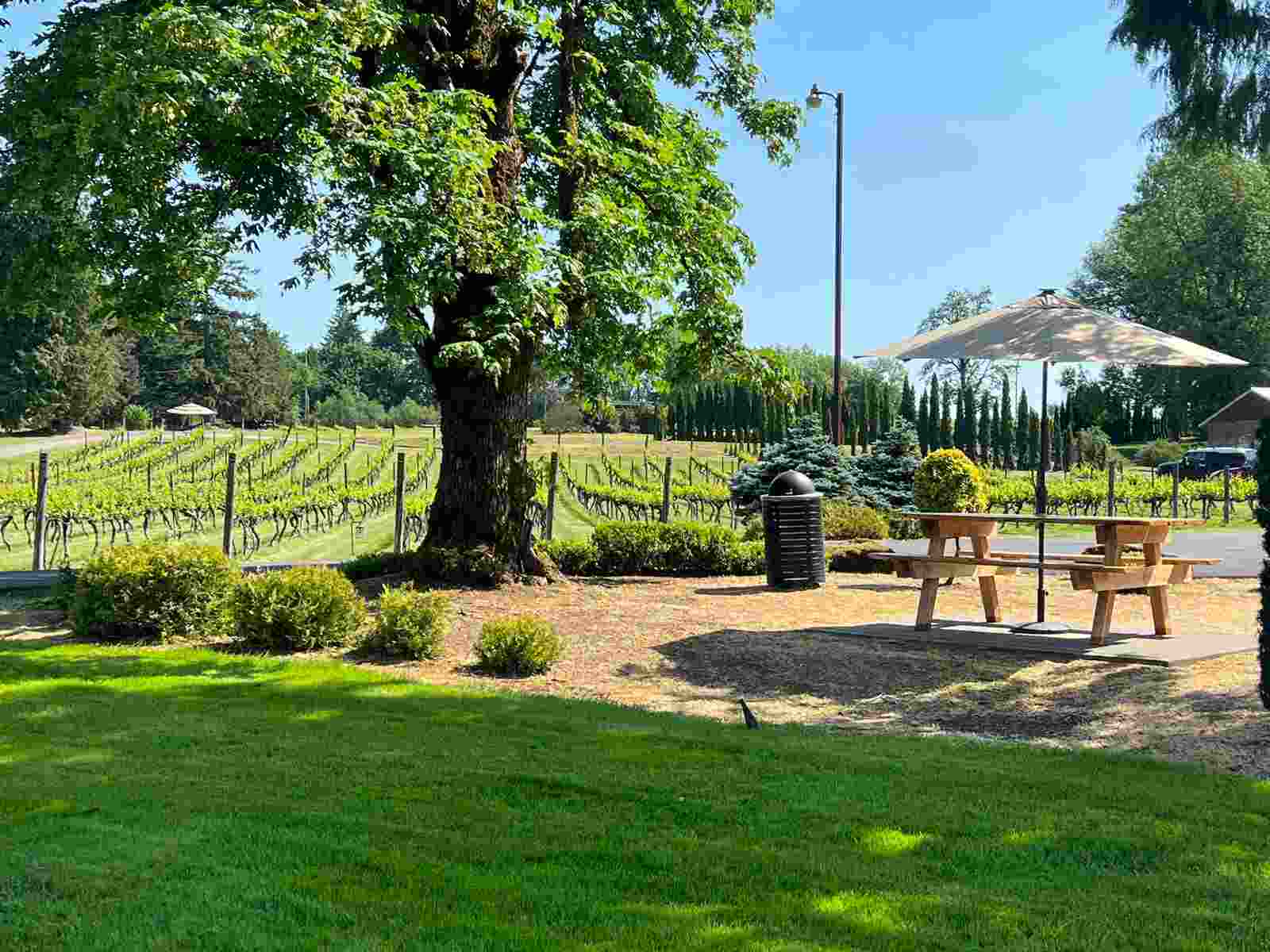 A picnic table under a patio umbrella on the lawn at 14 Acres, with vineyard rows behind