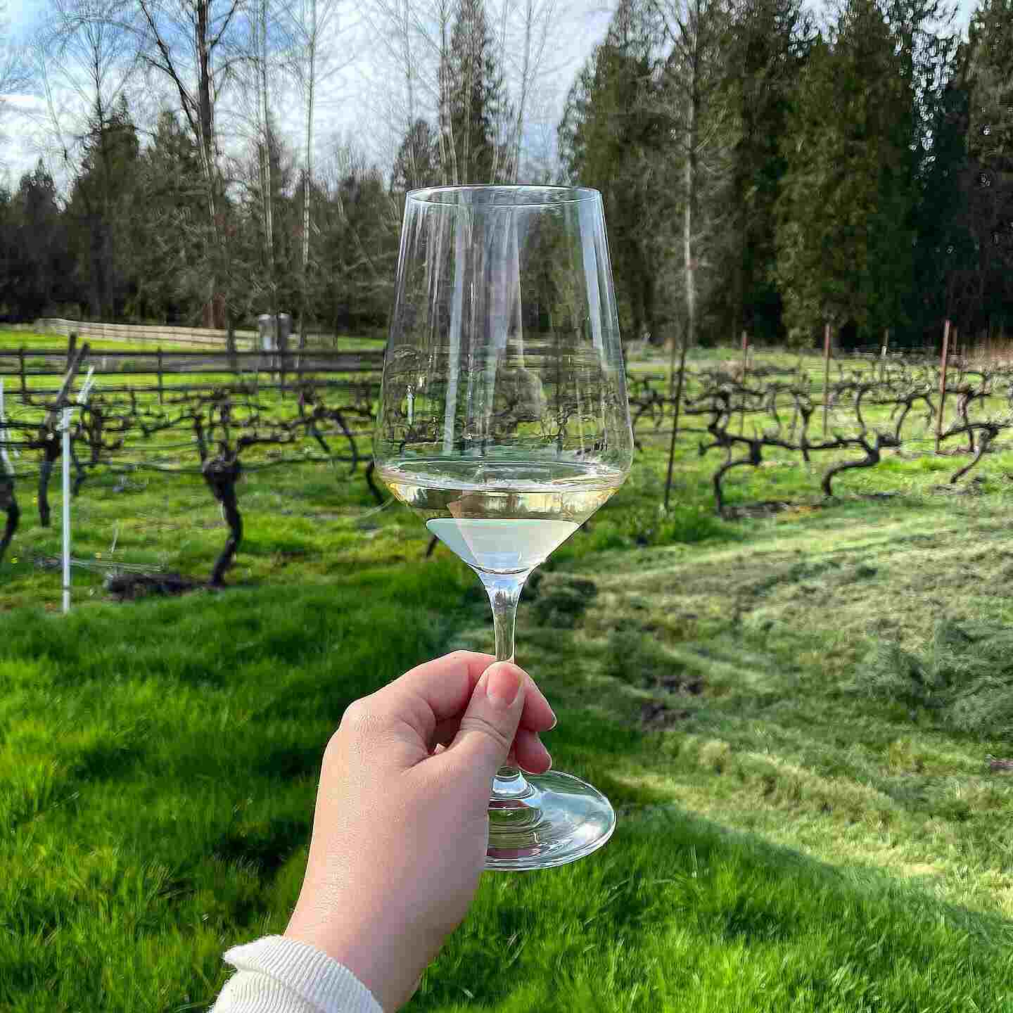 A hand holding up a glass of white wine in front of the vineyard rows at 14 Acres