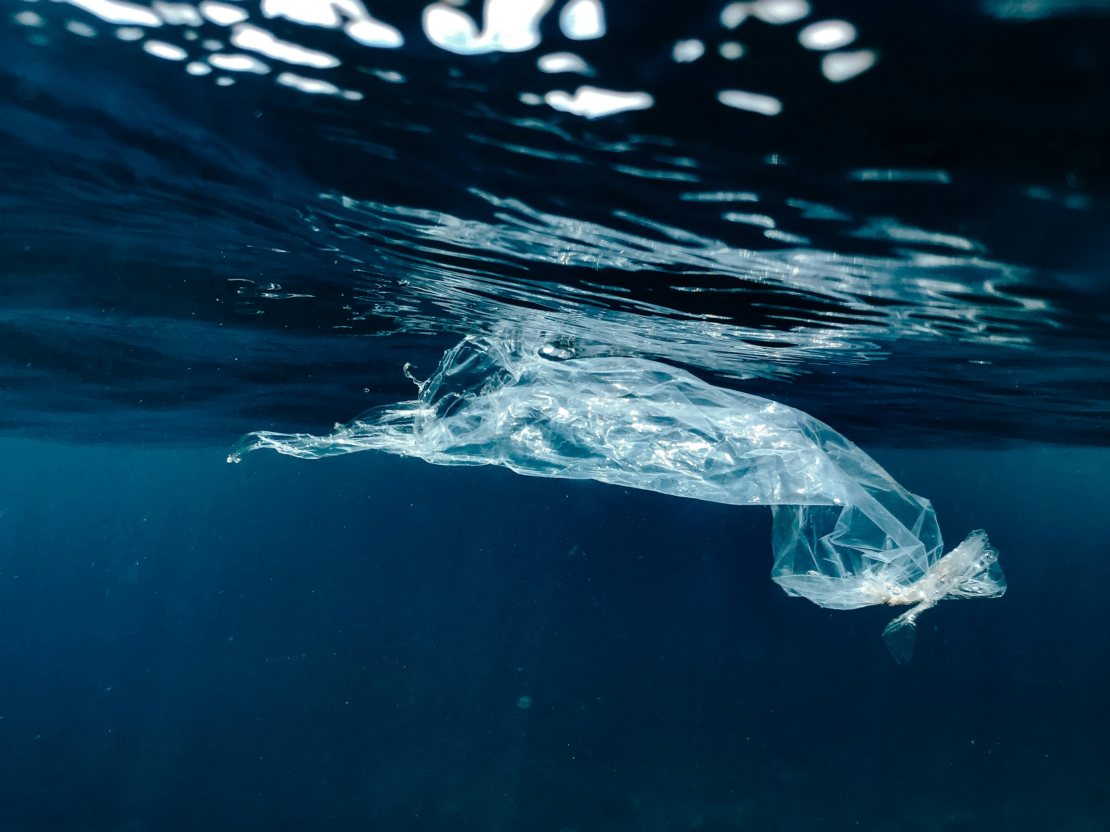 Clear plastic bag floating underwater in the ocean, illustrating marine plastic pollution