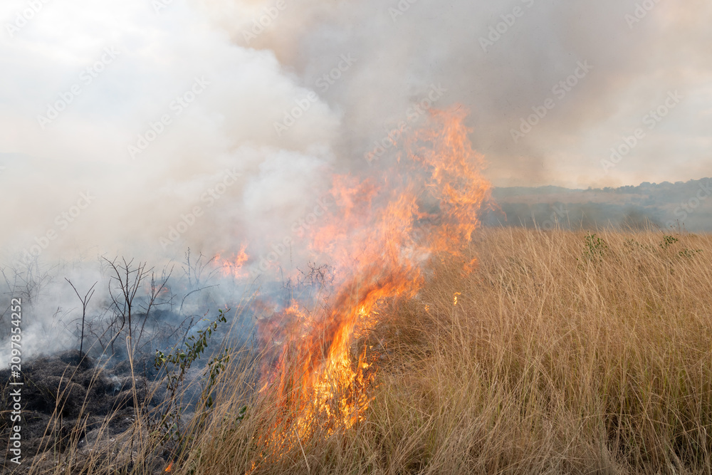 Prescribed Fire
