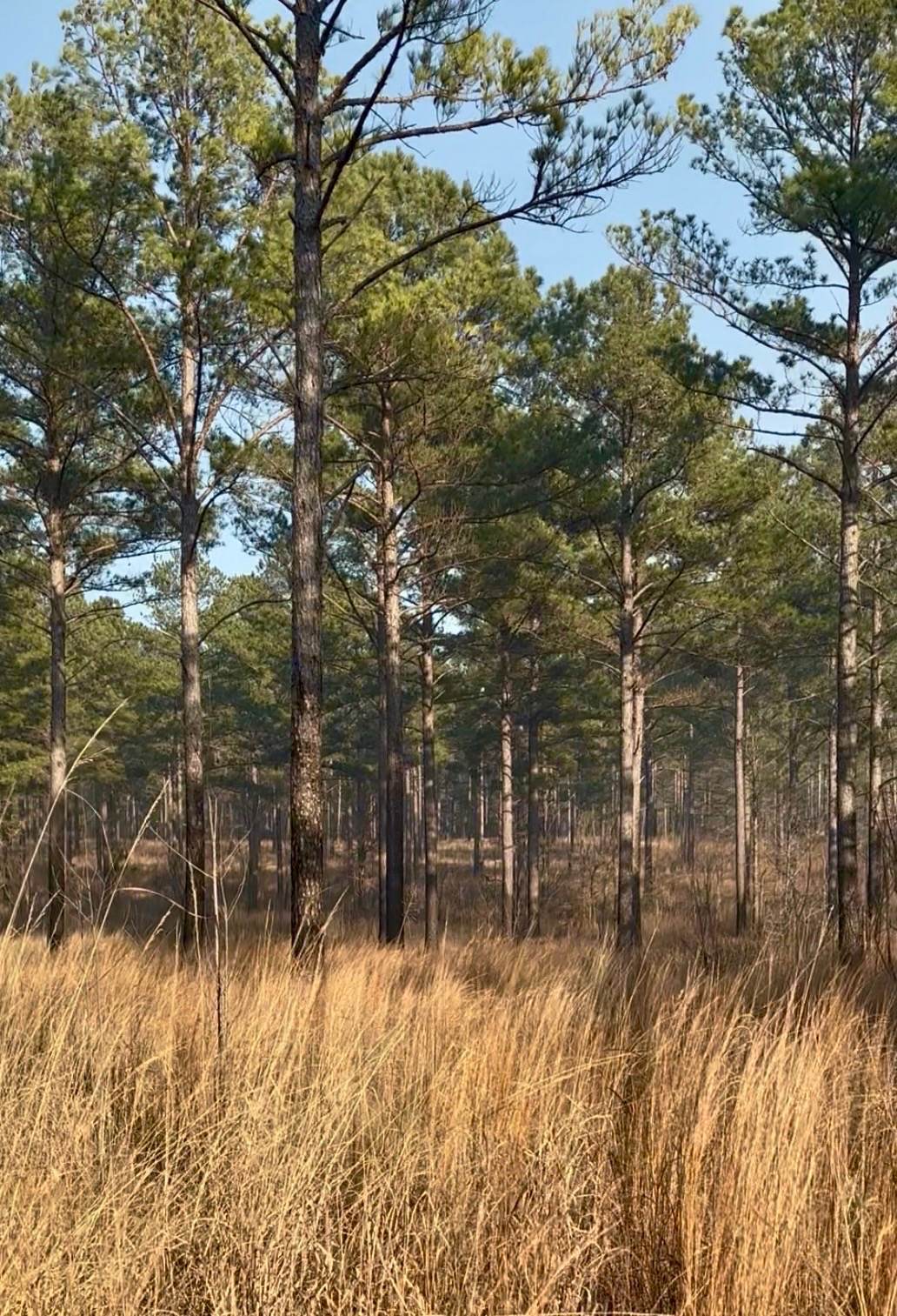 Forest Management