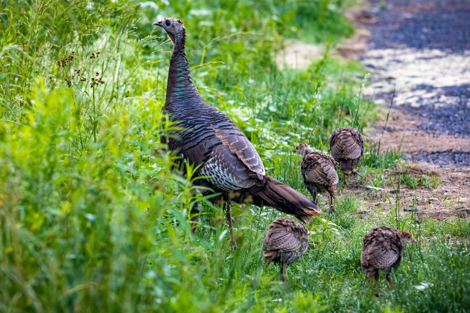 Wildlife & Habitat Management