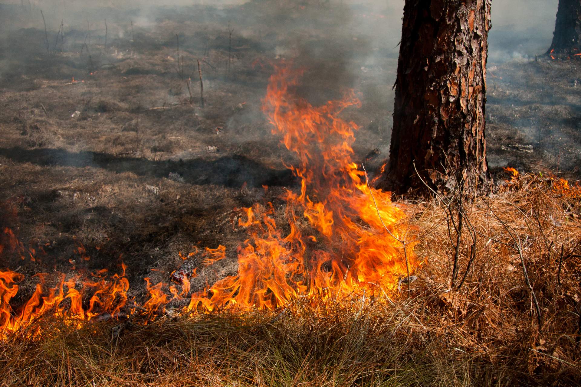 Prescribed Fire