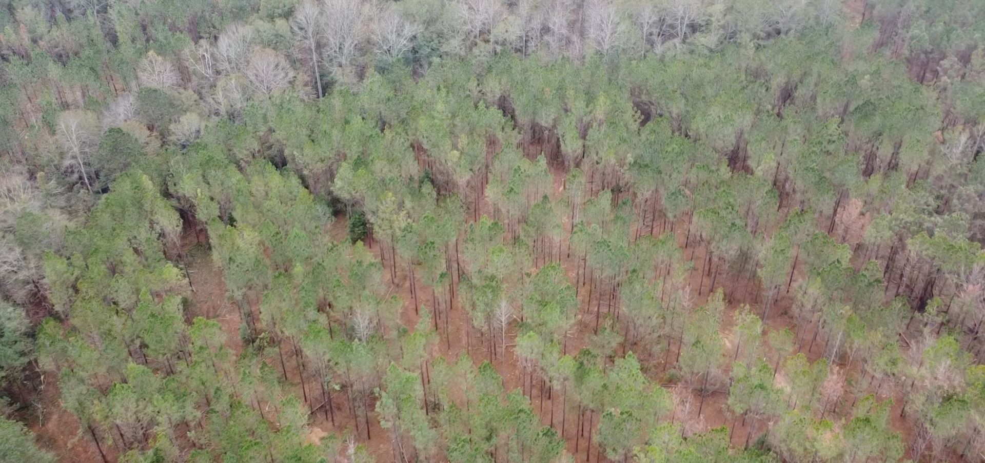 Timber Sales & Marketing