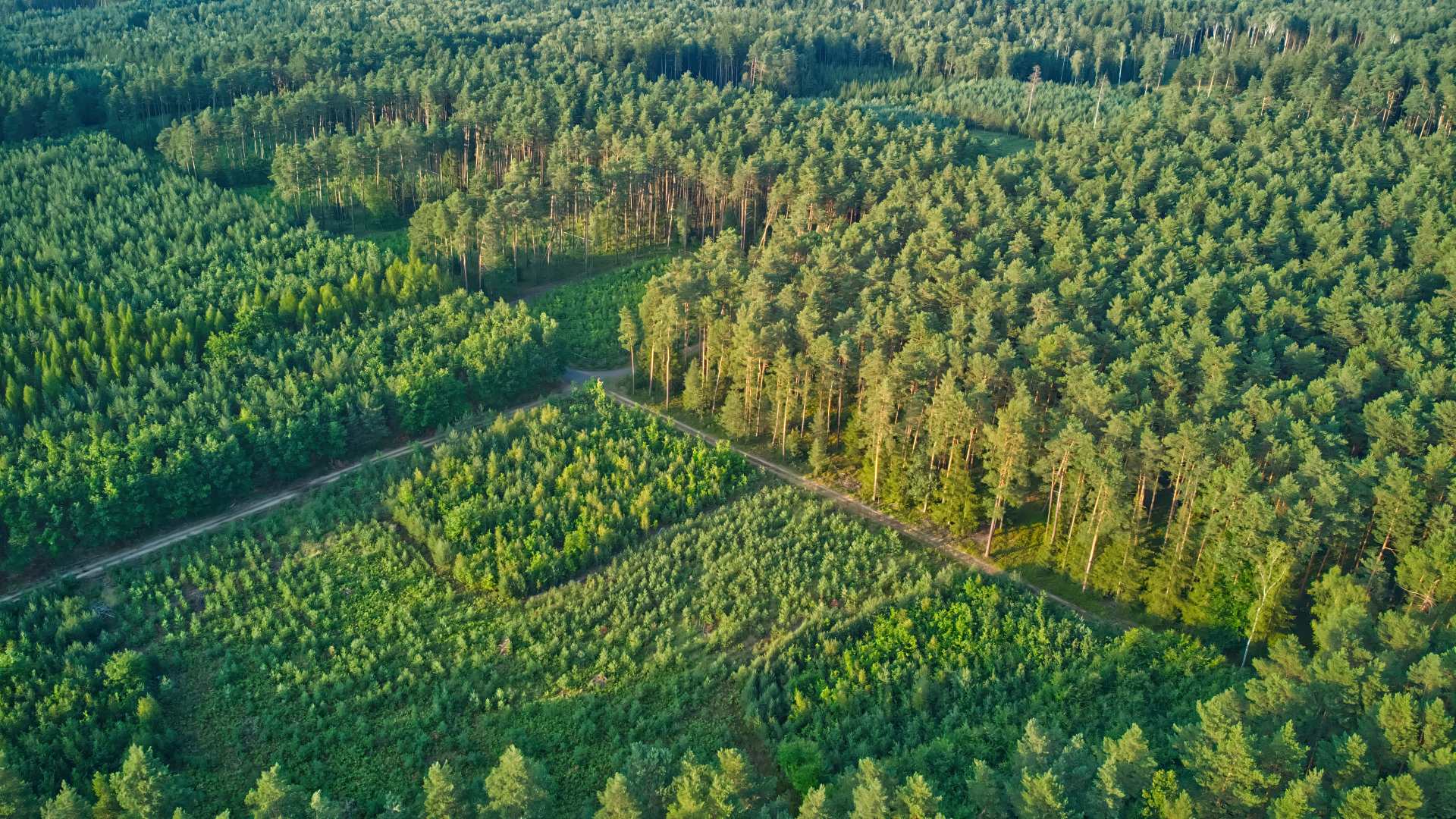 Forest Management