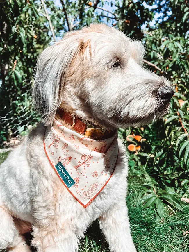 dog wearing bandana and collar featuring custom surface pattern artwork by Caitlin Hottinger Design