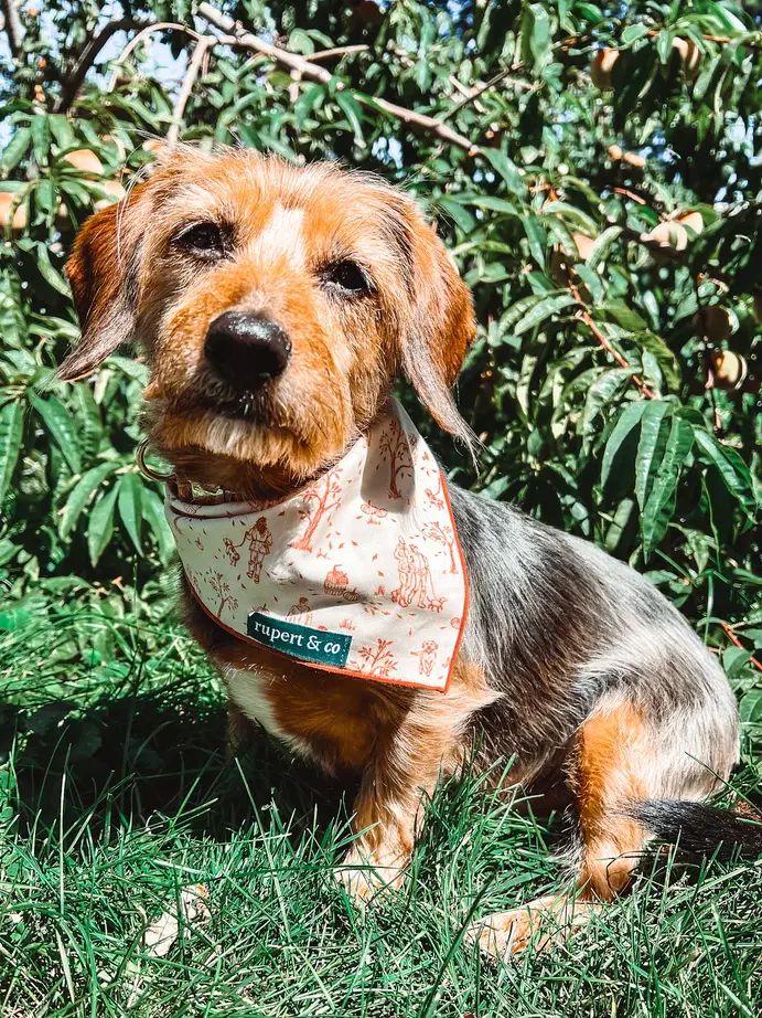 dog wearing bandana and collar featuring custom surface pattern artwork by Caitlin Hottinger Design