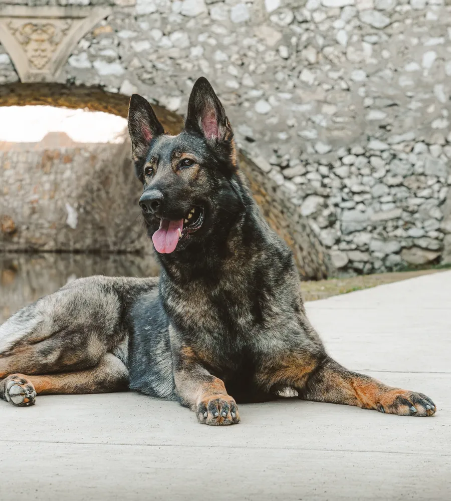 A CPI German Shepherd composed in an estate setting