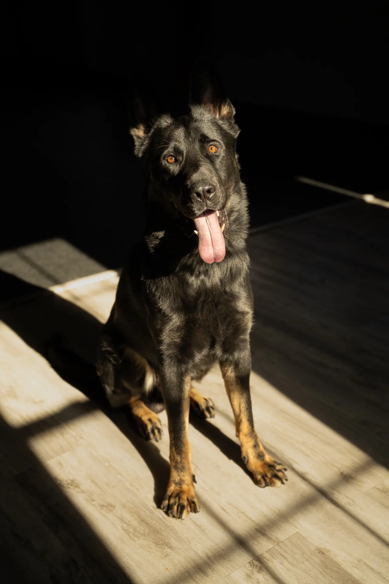Eye-level portrait of a CPI German Shepherd protection dog