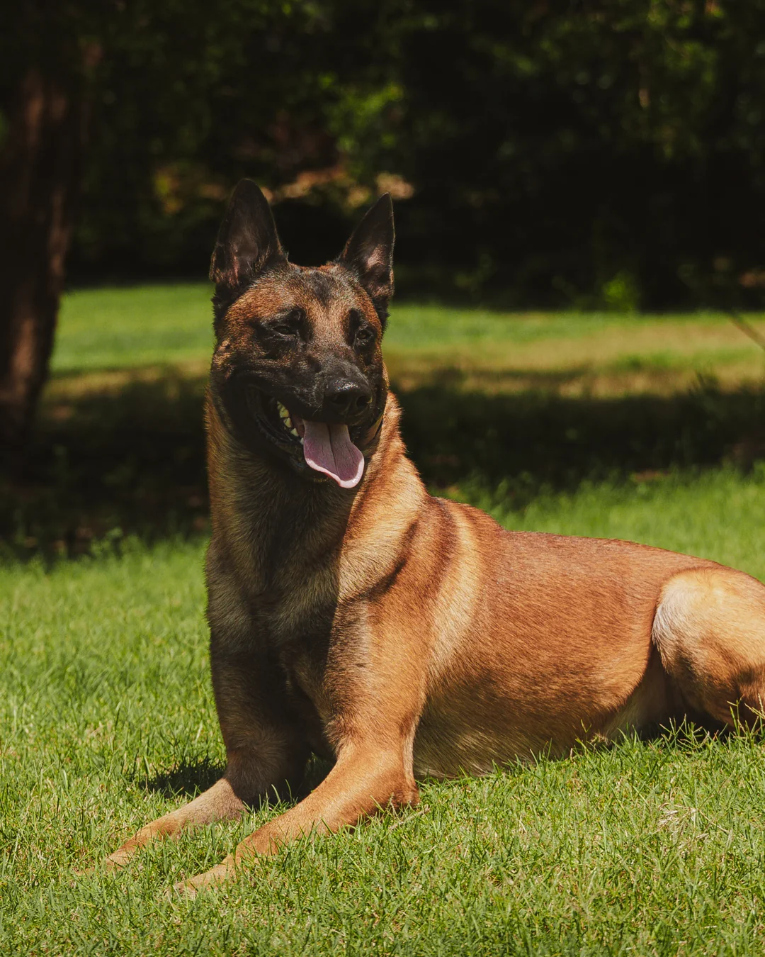 Eye-level portrait of a CPI Belgian Malinois protection dog