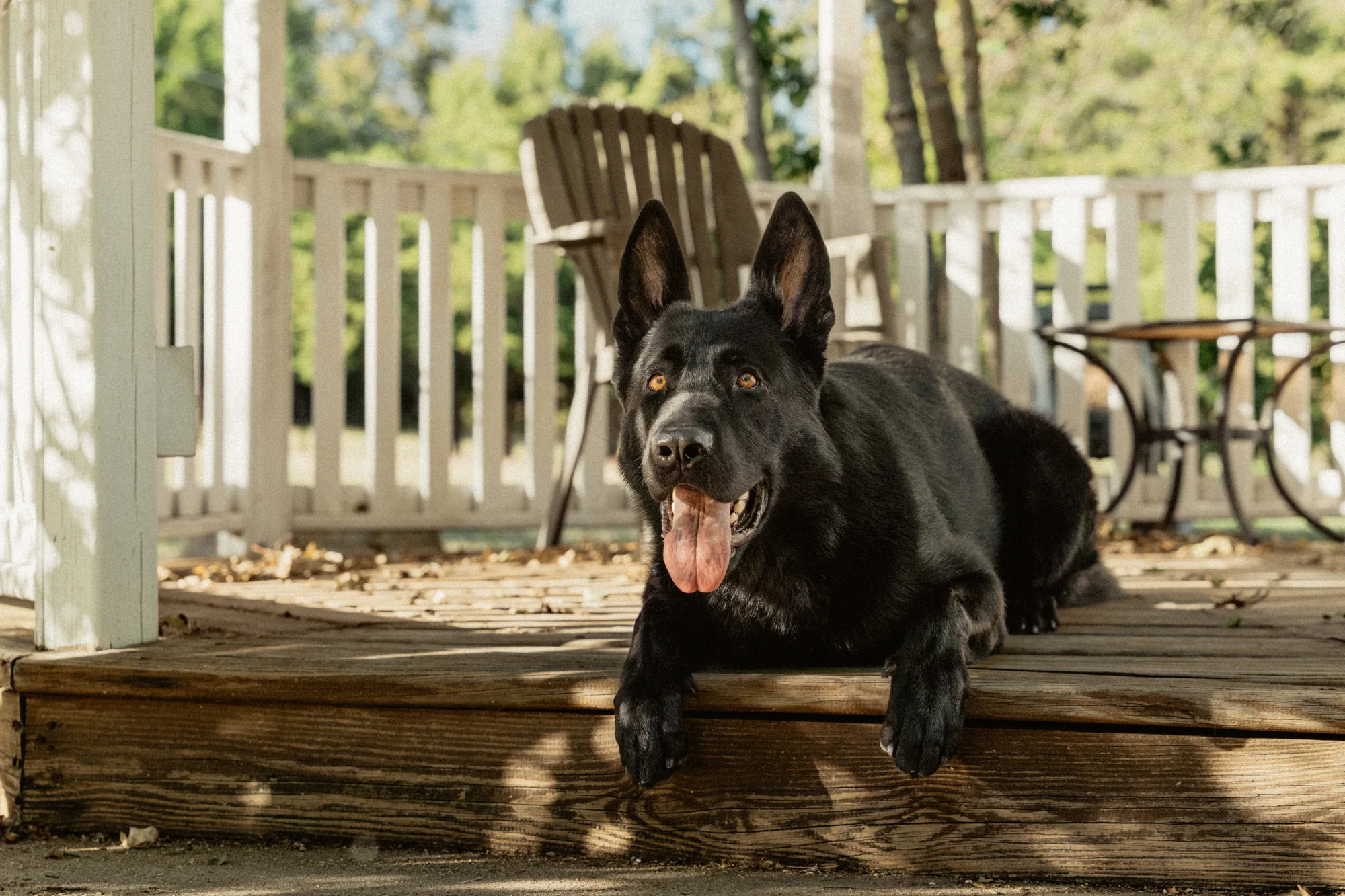 Trained German Shepherd resting calmly on a family home’s porch
