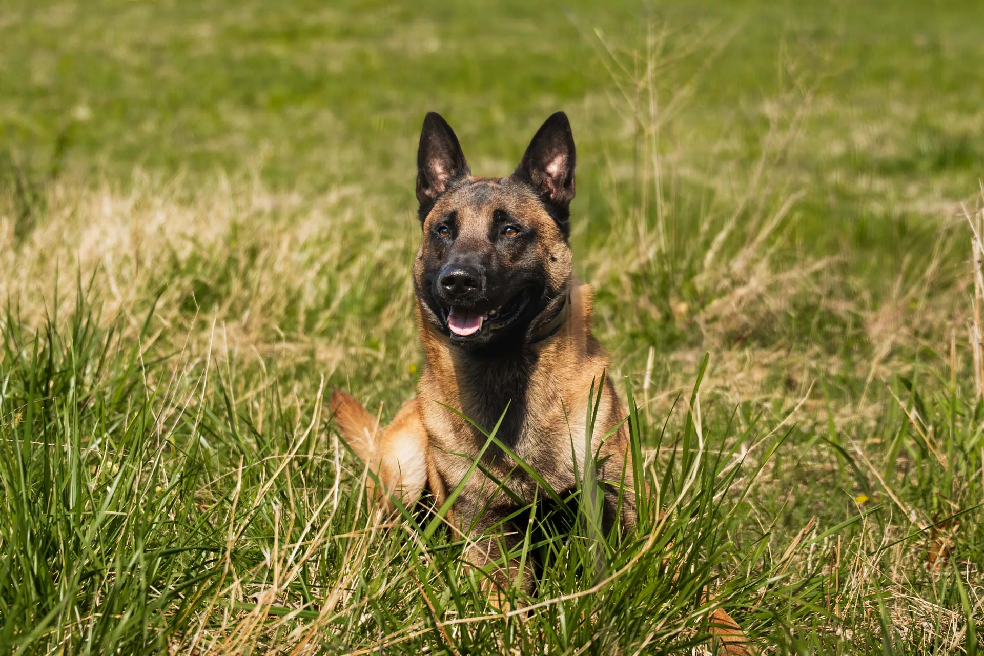 Trained Belgian Malinois resting calmly in a field
