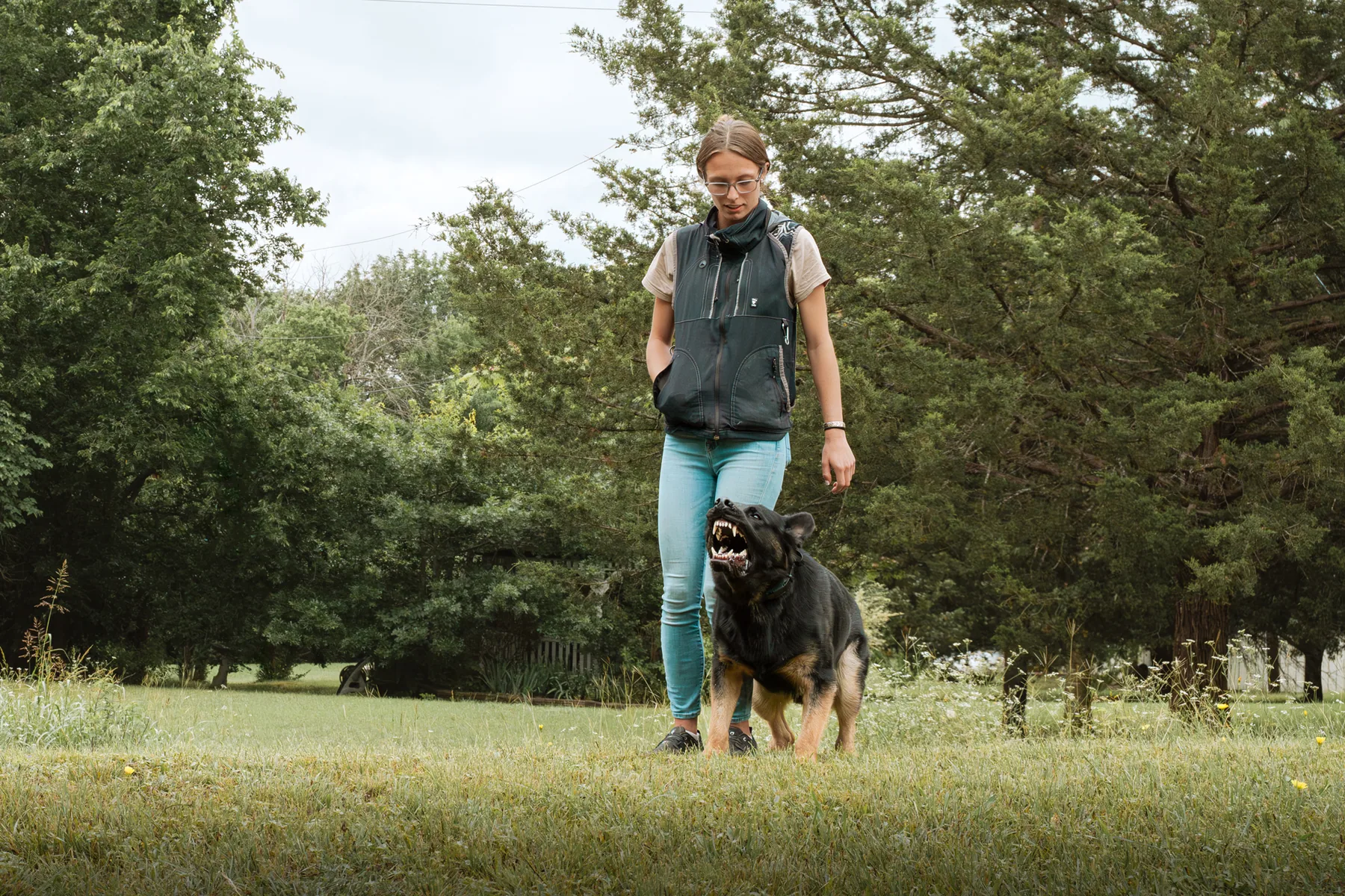 Abby working with a CPI protection dog during handler-directed training