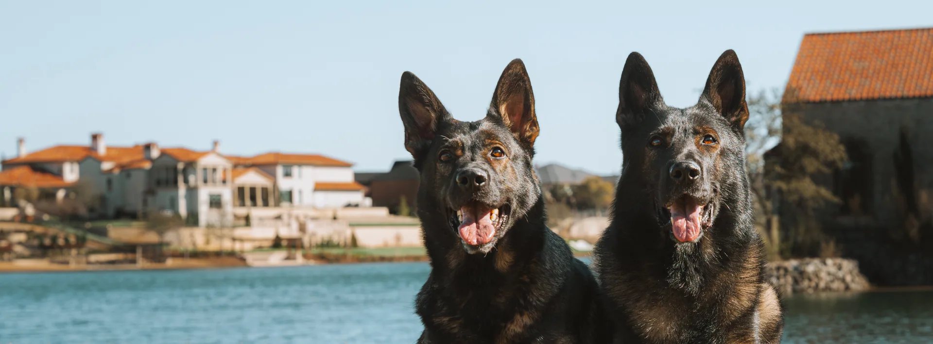 Two CPI protection dogs beside an estate lake