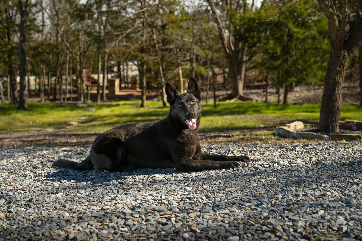 CPI German Shepherd resting on a gravel path outdoors