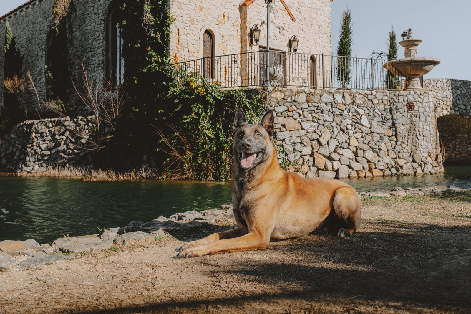 Belgian Malinois demonstrating calm, controlled presence beside a private estate