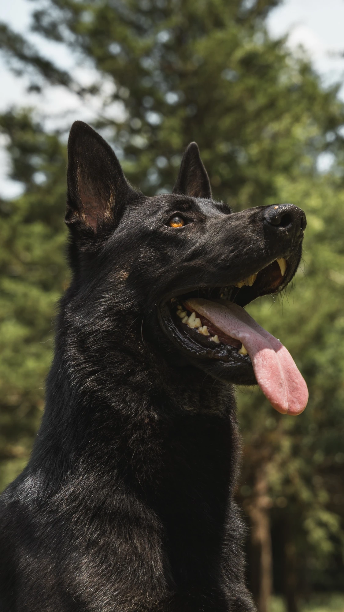 Black German Shepherd sitting outdoors during CPI selection evaluation