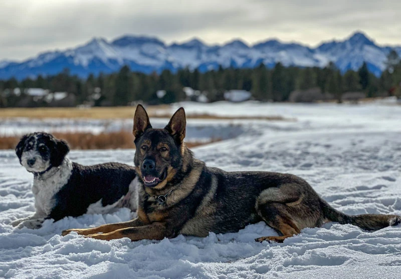 Argo, a CPI German Shepherd, resting with a companion dog at his new home in Colorado, circa 2024