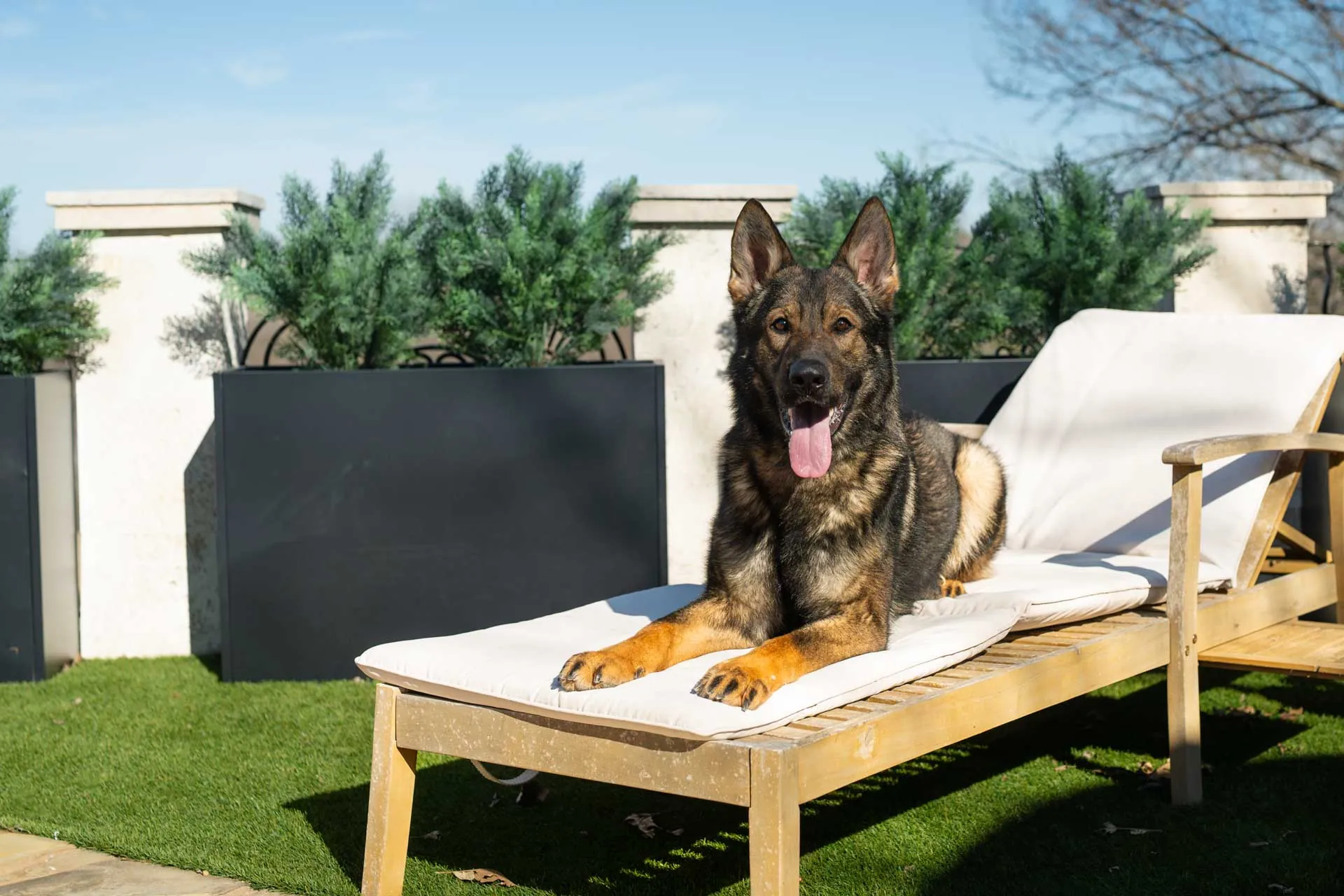 Bono, CPI protection dog gallery image 3