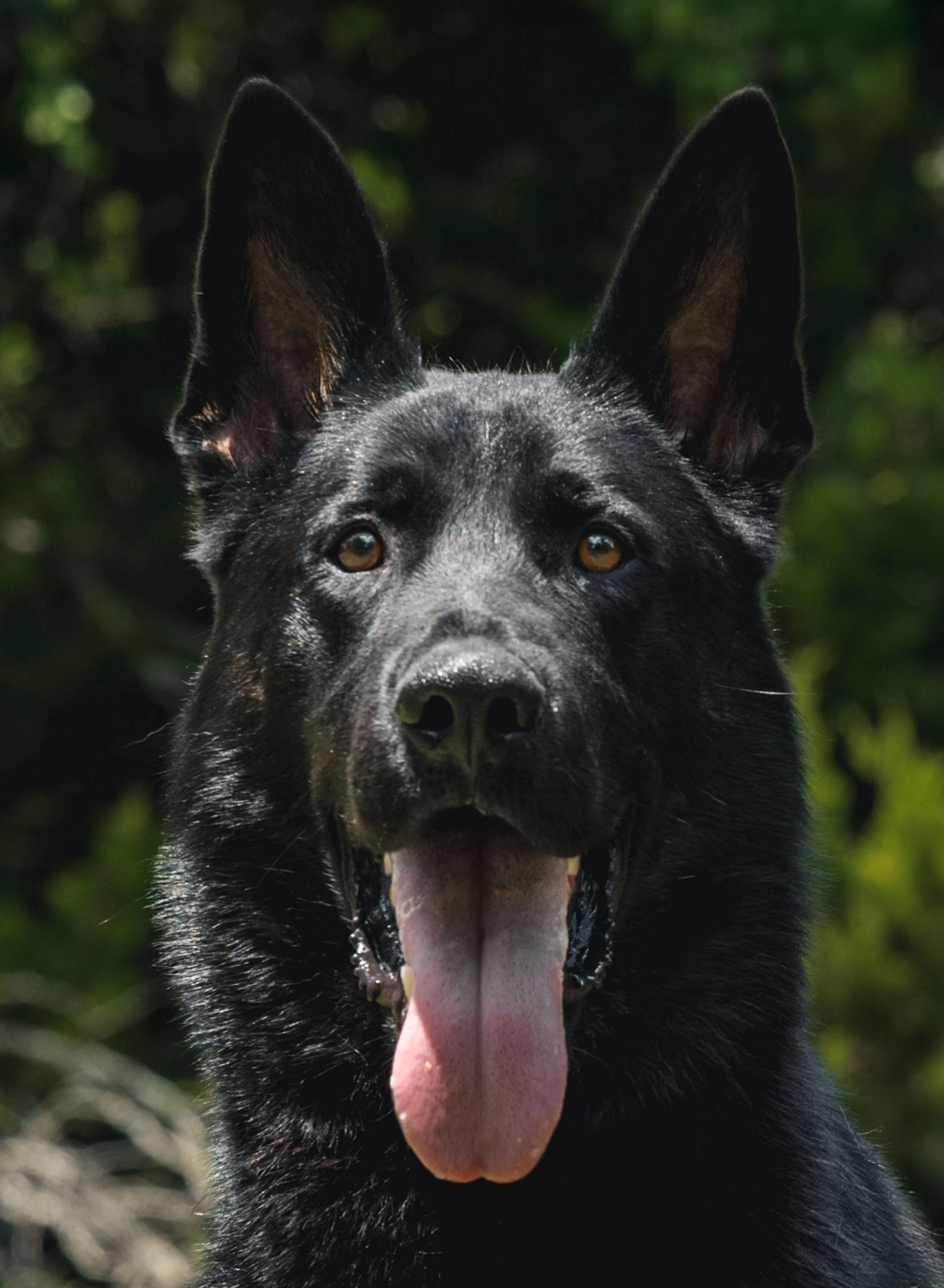Cash, CPI placed protection dog