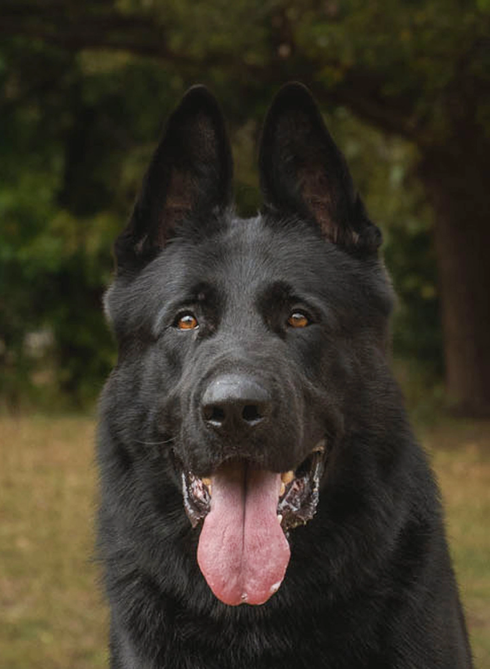 Bear, CPI placed protection dog