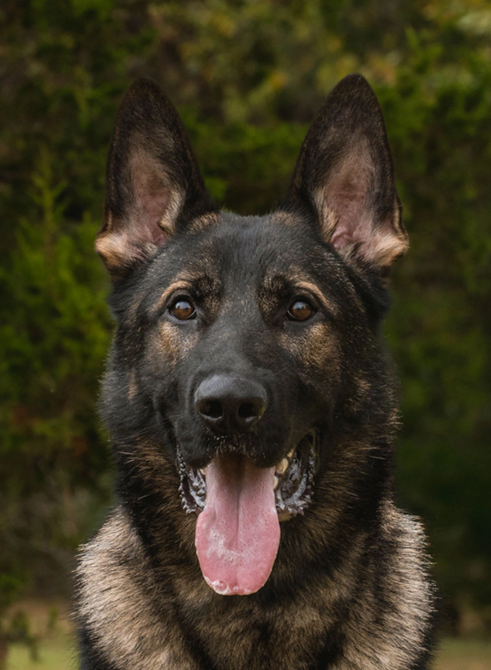 Fredo, CPI placed protection dog