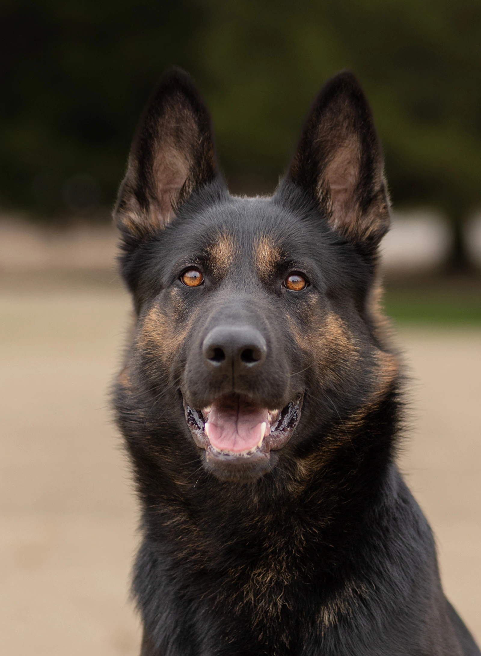 Annie, CPI placed protection dog