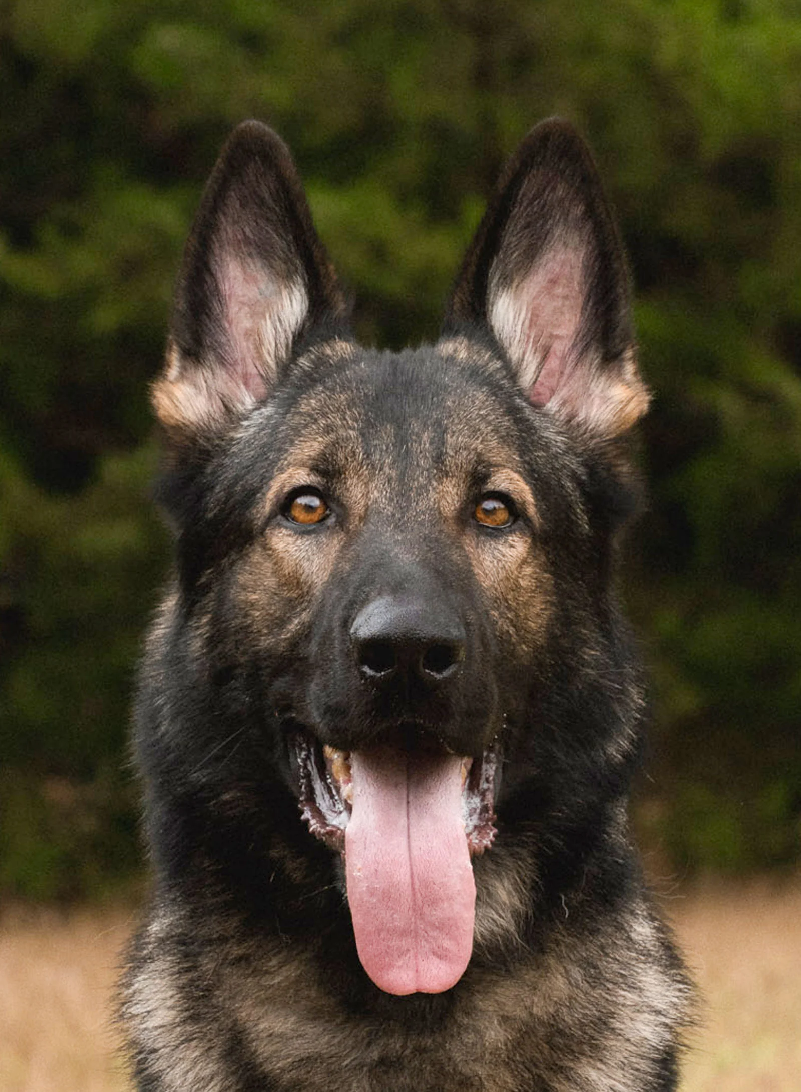 Barrett, CPI placed protection dog