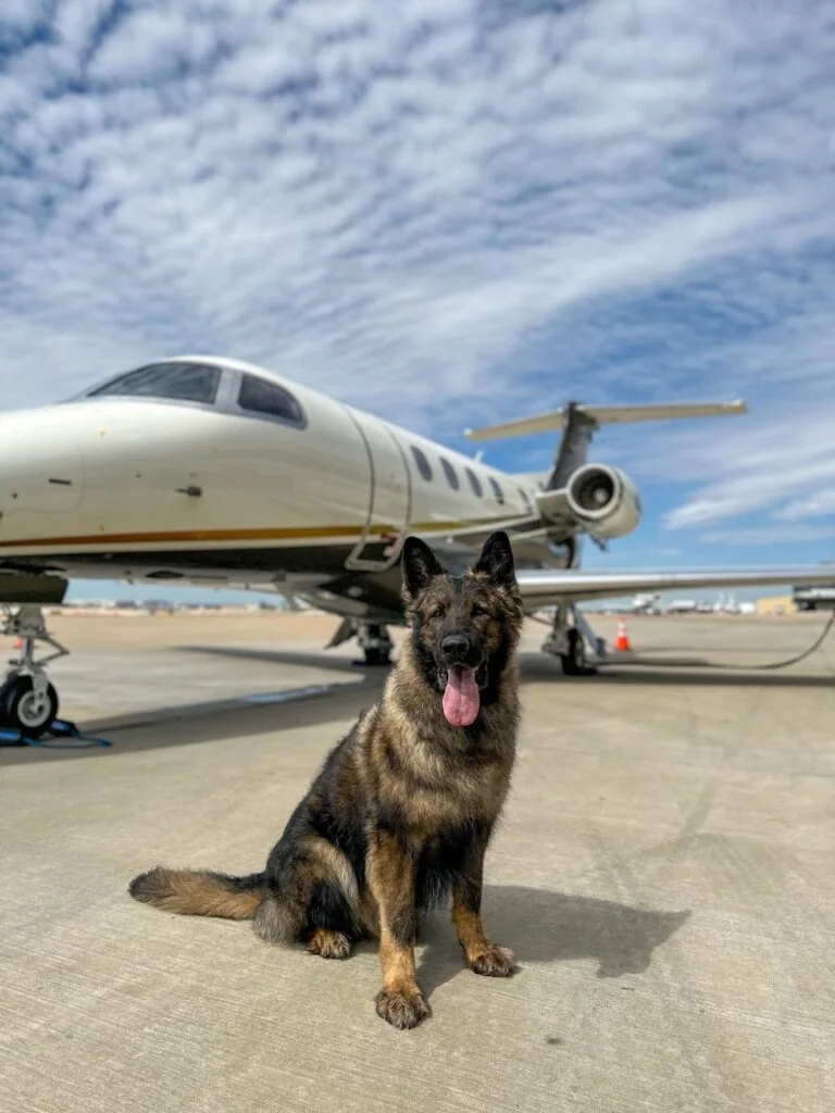 Family Protection Dog at CPI