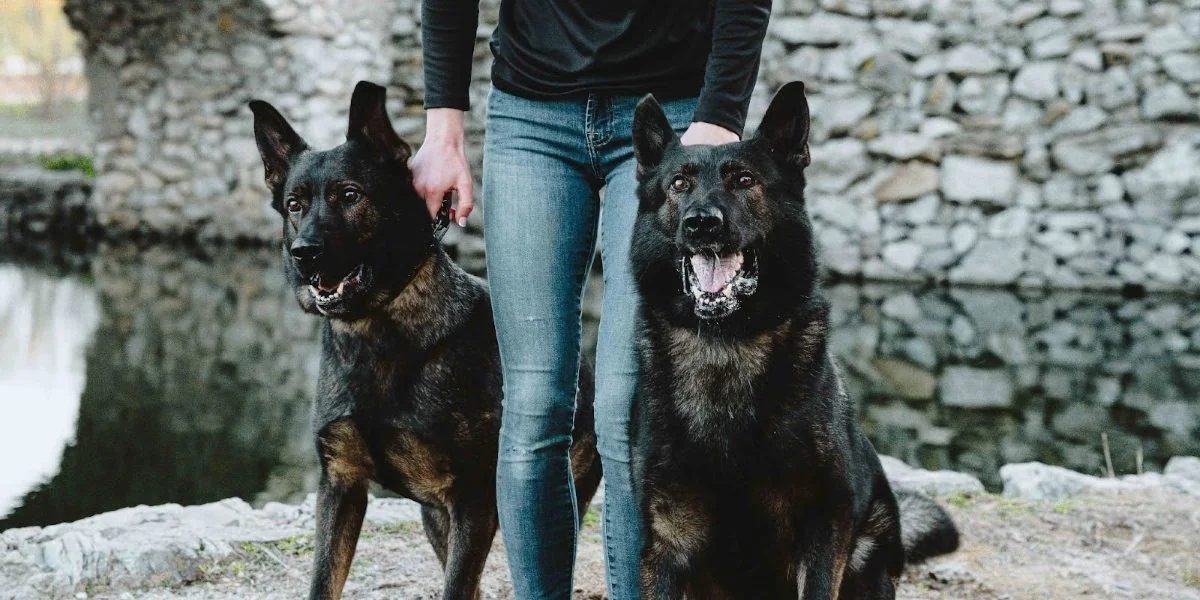 Family Protection Dog at CPI