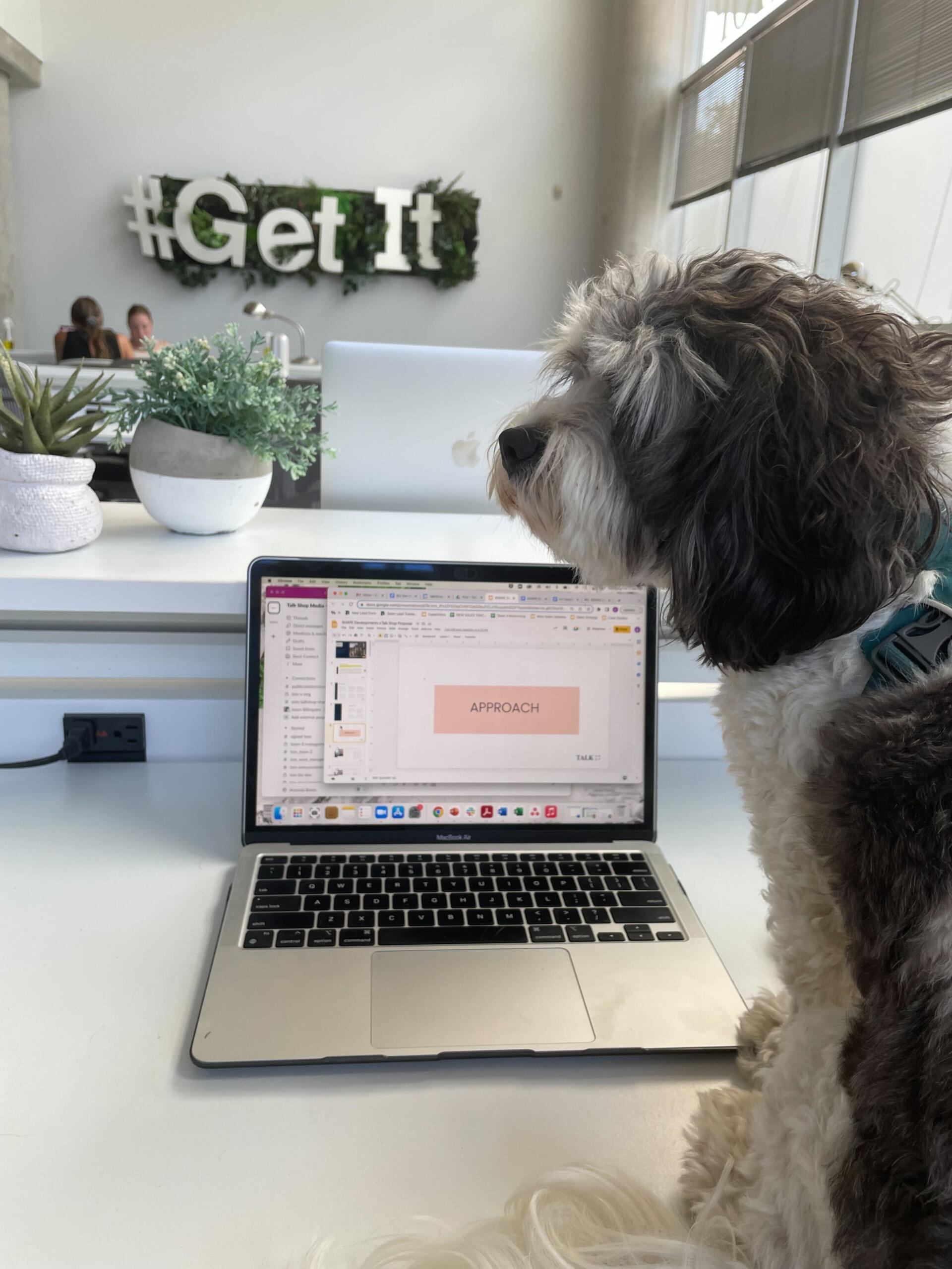 Talk Shop implements Pawrental Leave Policy, giving new pet parents time off