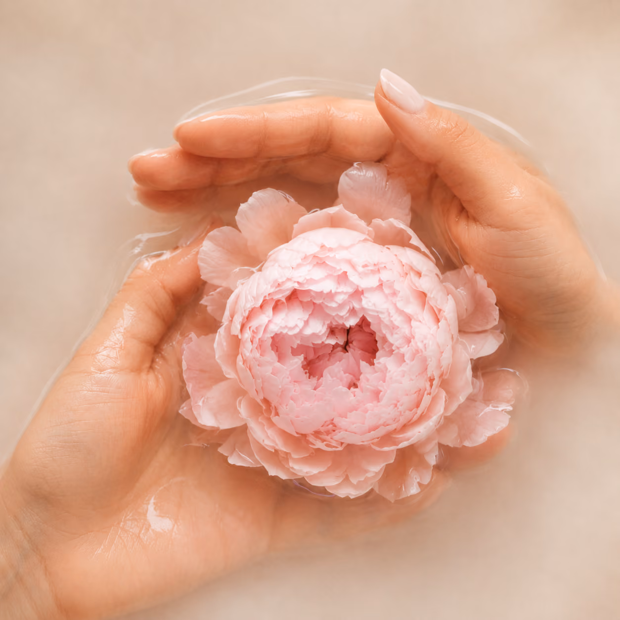 Zwei Hände halten eine rosa Pfingstrosenblüte, die im Wasser schwimmt