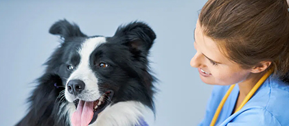 Border collie noir et blanc à côté d'une vétérinaire souriante