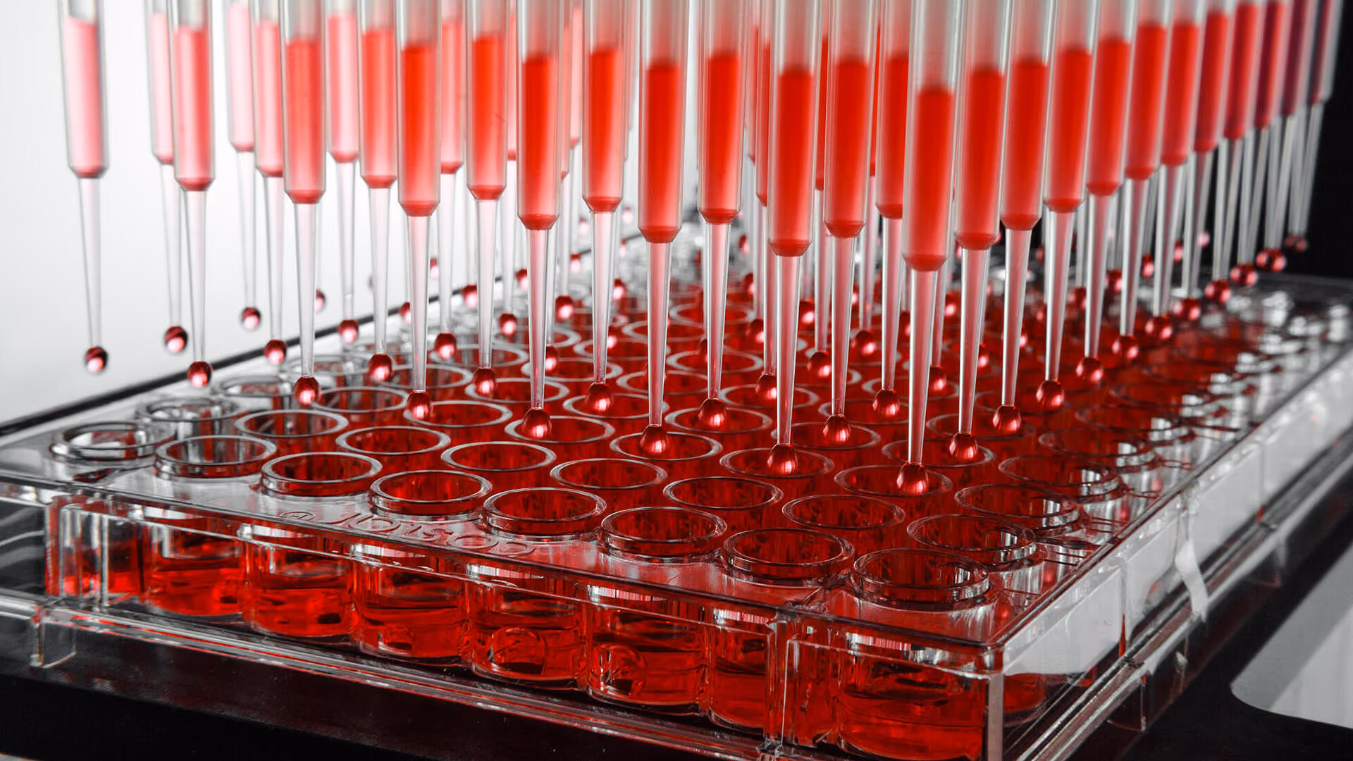 Pipettes dispensing red liquid into clear wells of a laboratory microplate used for experiments or testing.